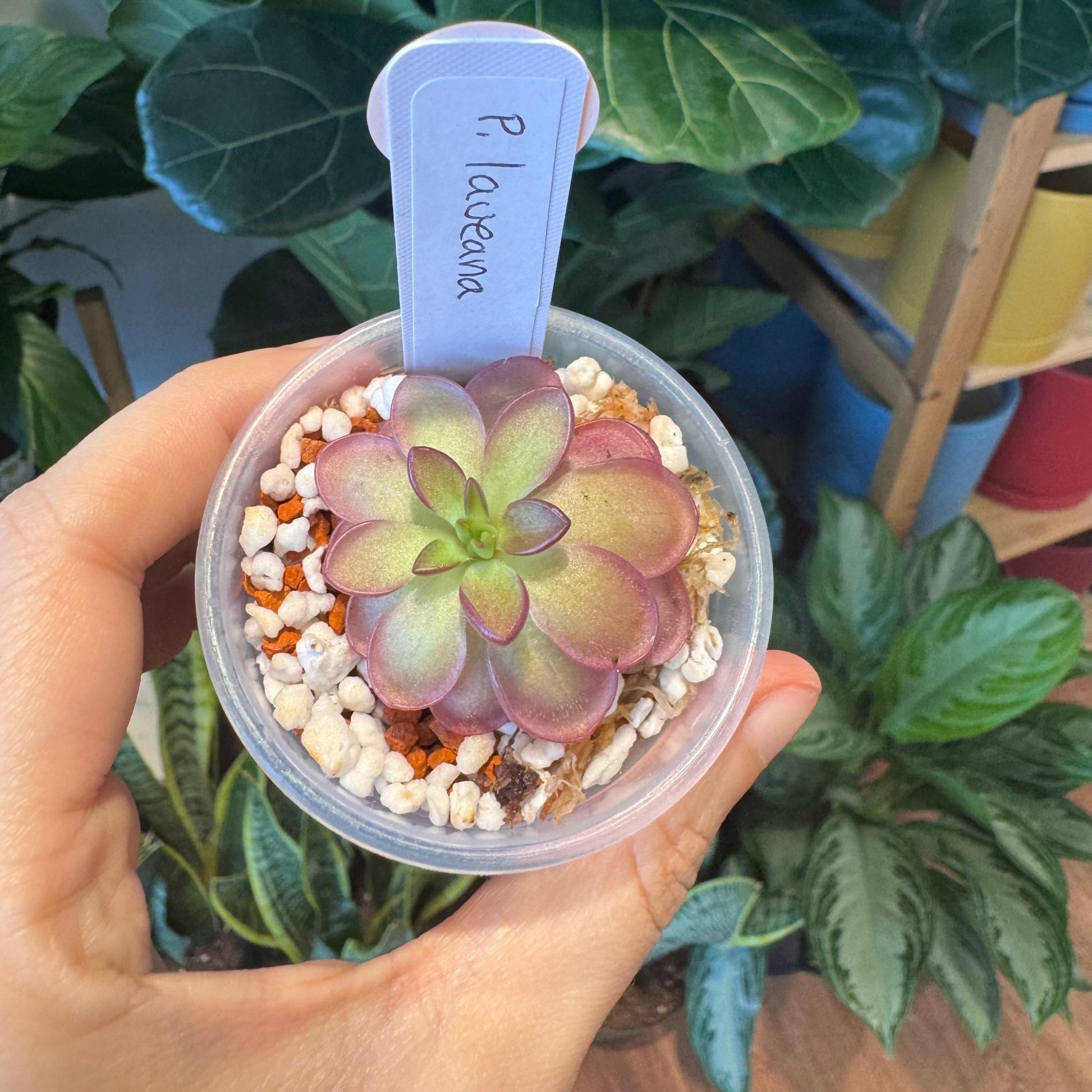 Pinguicula laueana - The Plant Lady SF