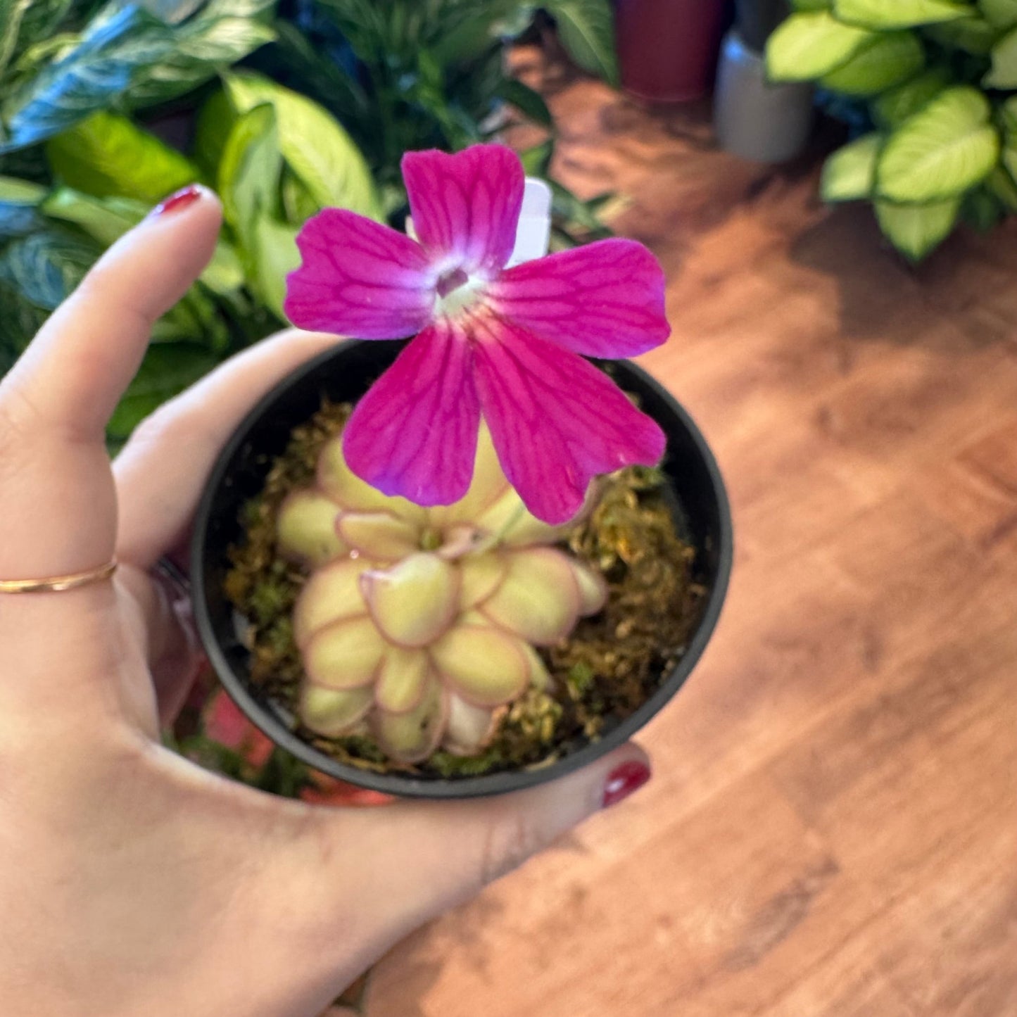 Pinguicula laueana x emarginata - The Plant Lady SF