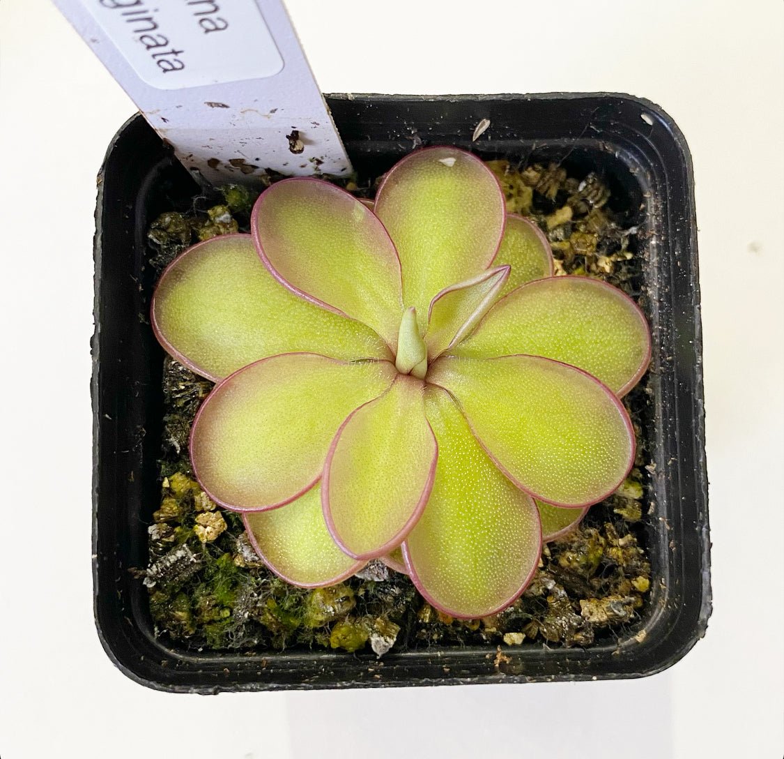 Pinguicula laueana x emarginata - The Plant Lady SF