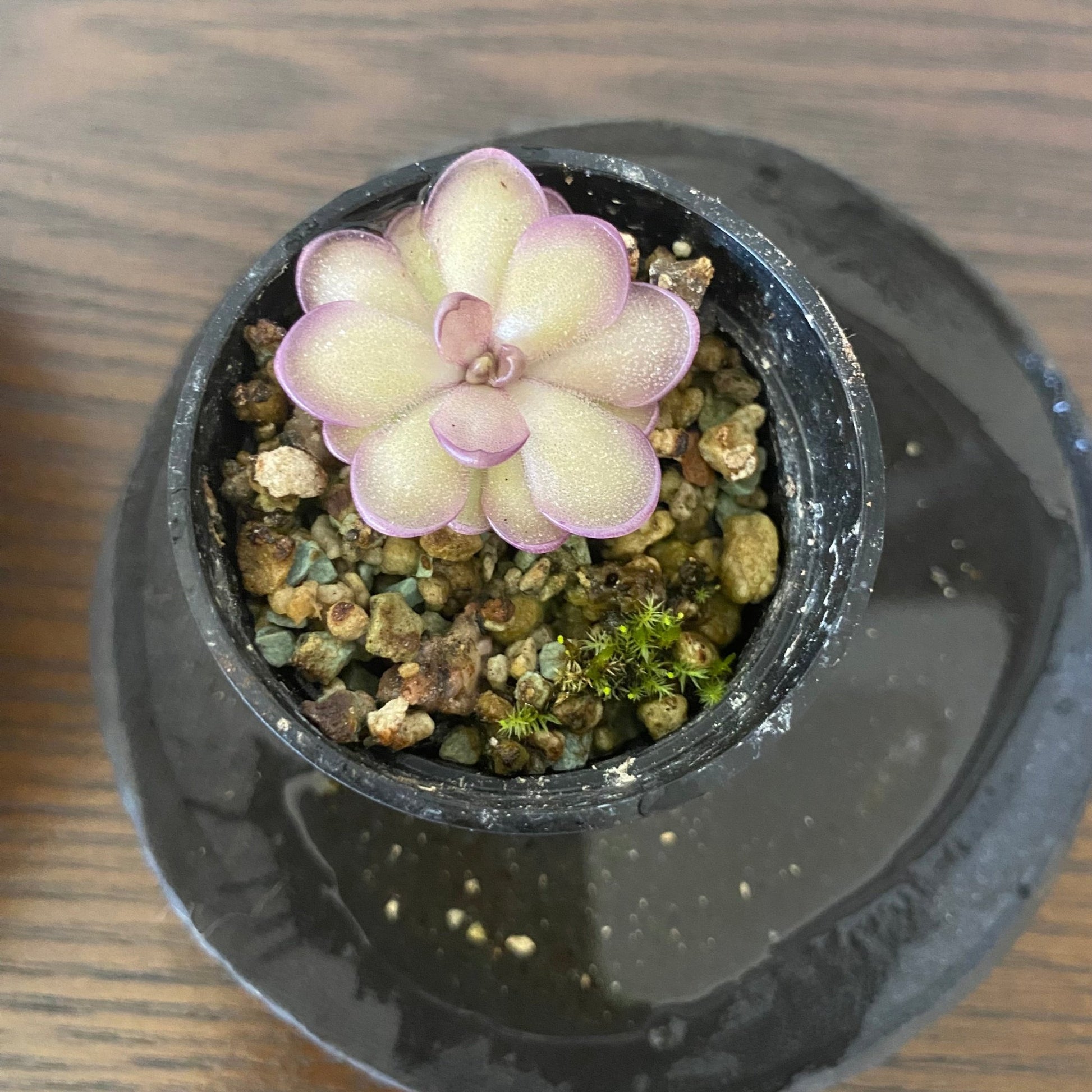 pinguicula succulent Pinguicula 'Leilani' – The Plant Lady SF