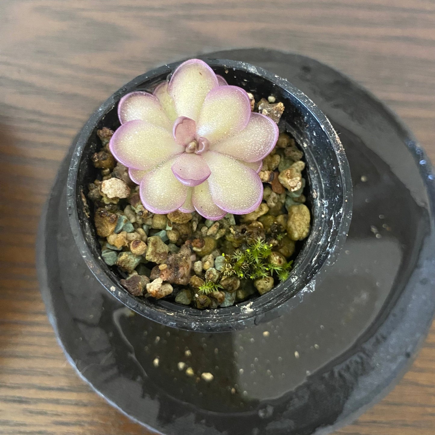 Pinguicula 'Leilani' - The Plant Lady SF