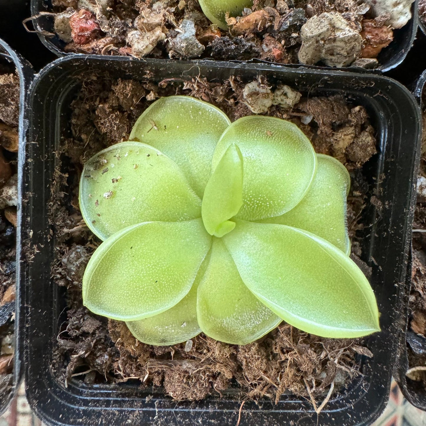 Pinguicula moranensis var. caudata x spec. Guatemala - The Plant Lady SF