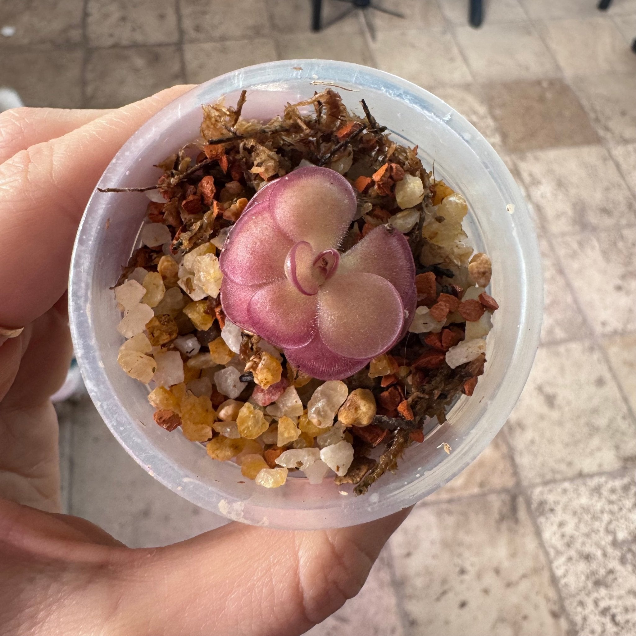 あぴーち Pinguicula 'Peaches' – The Plant Lady SF
