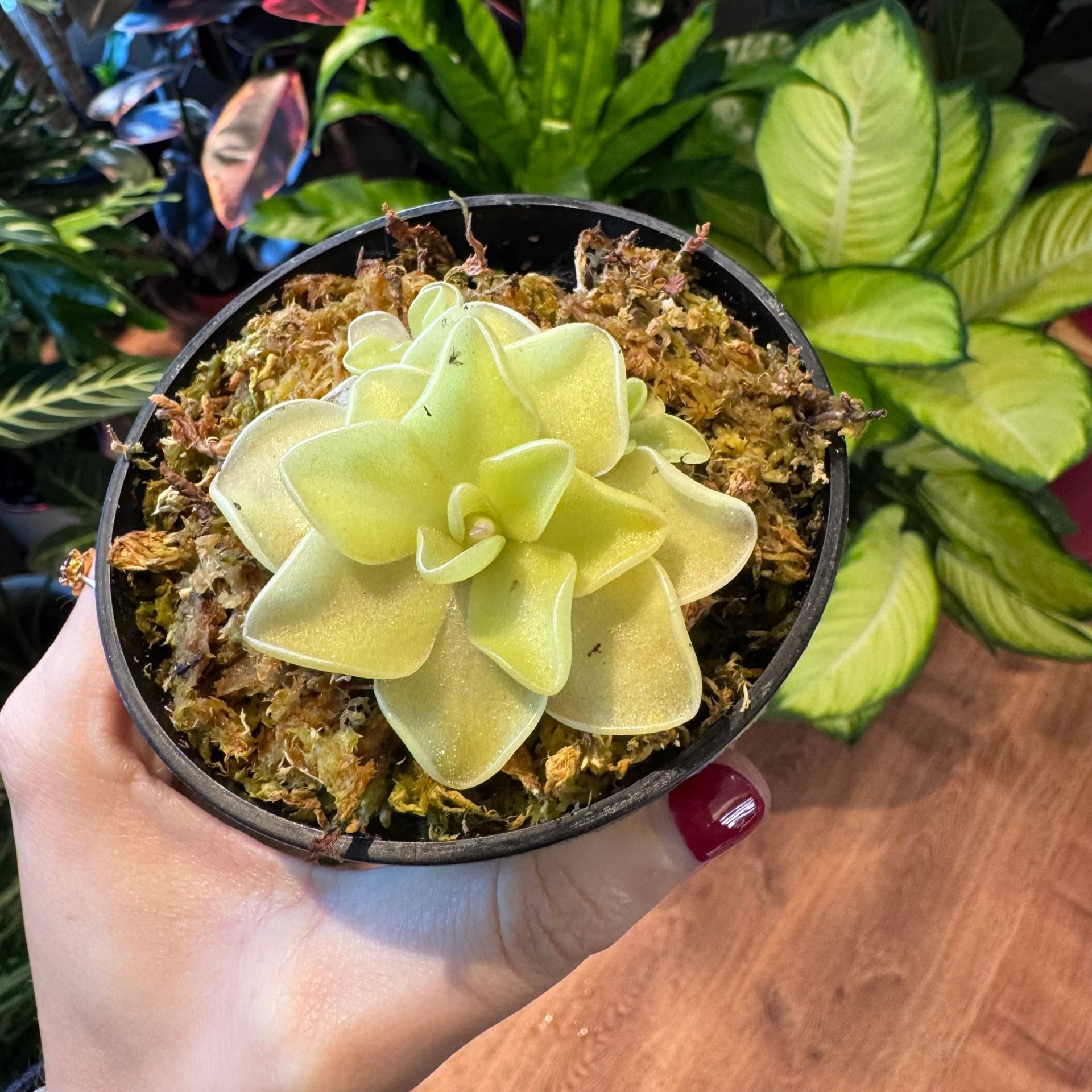 pinguicula succulent phase Pinguicula 'Pirouette' – The Plant Lady SF