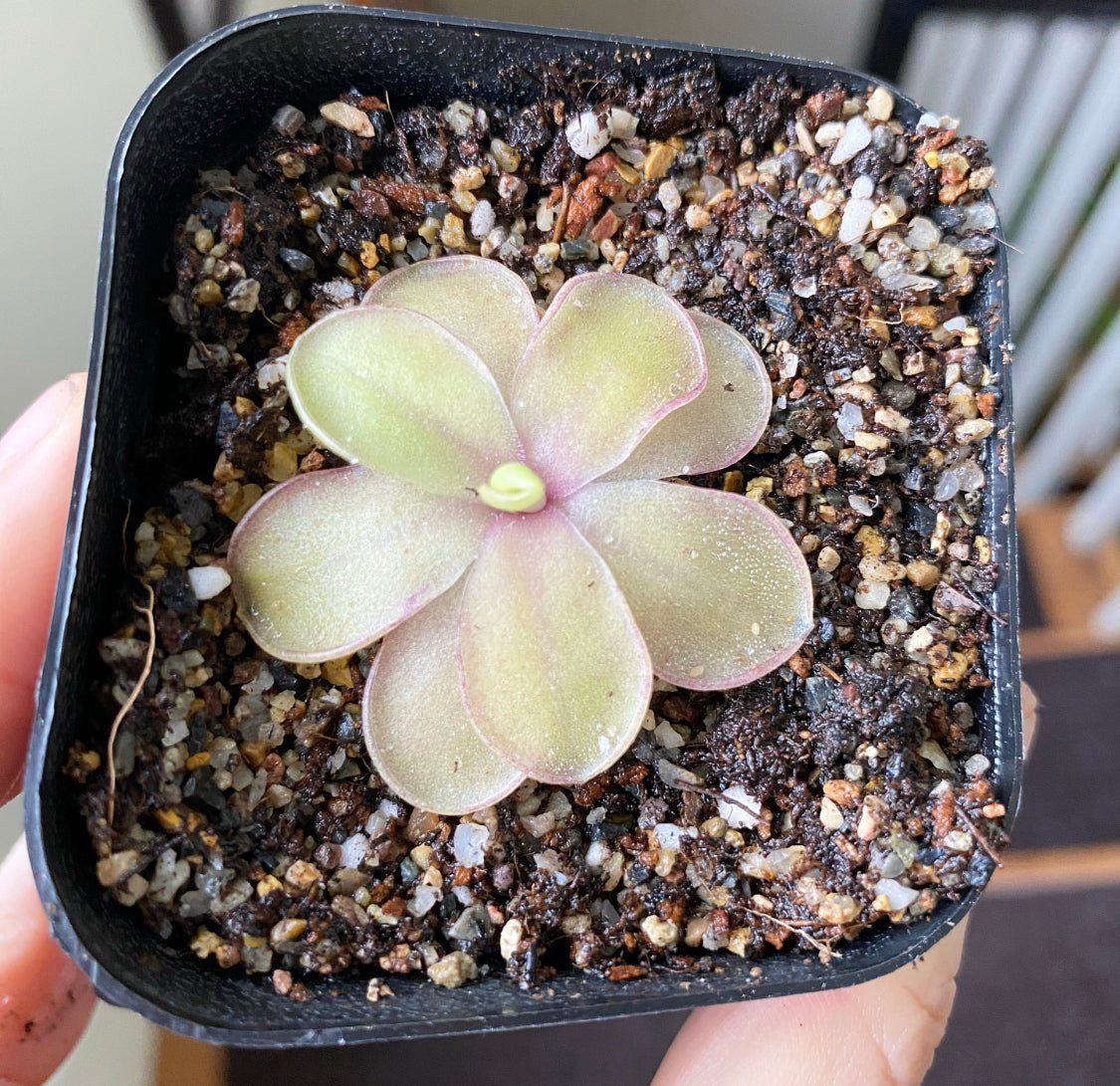 Pinguicula 'Razzberry Blonde' - The Plant Lady SF