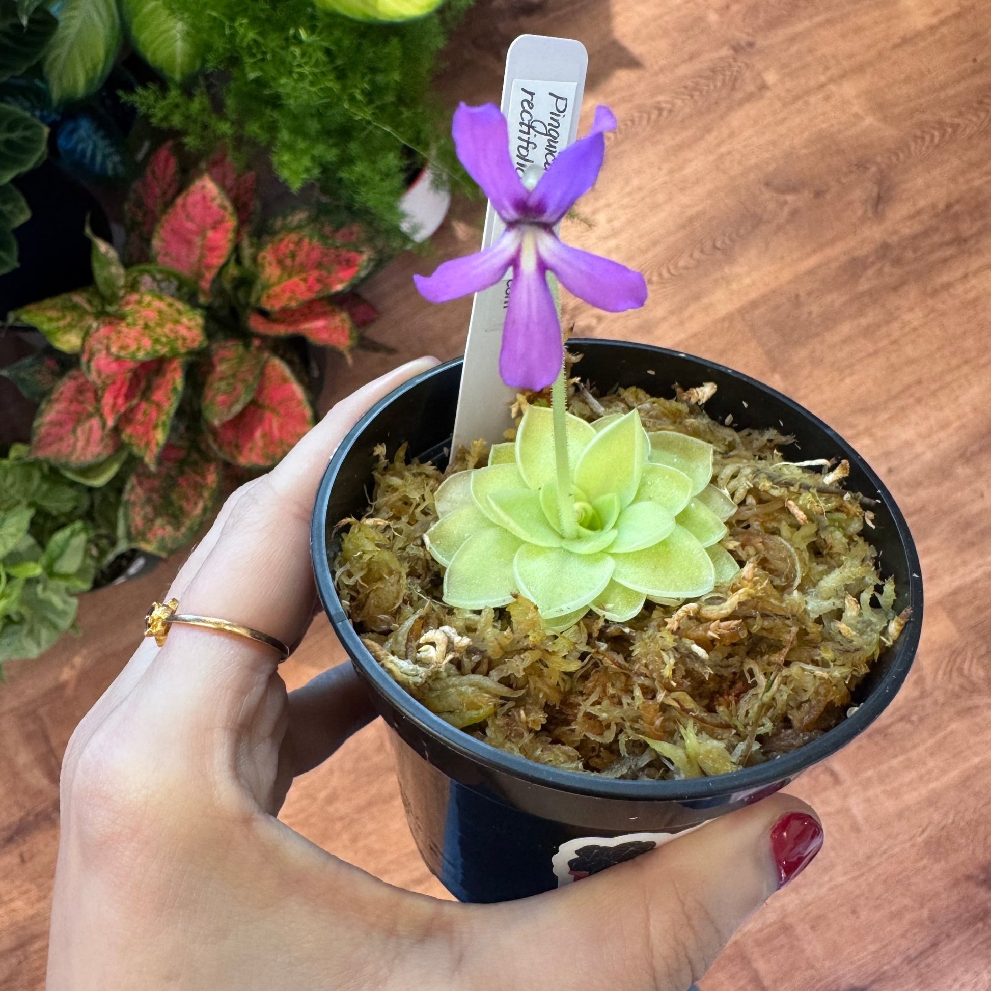 Pinguicula rectifolia - The Plant Lady SF