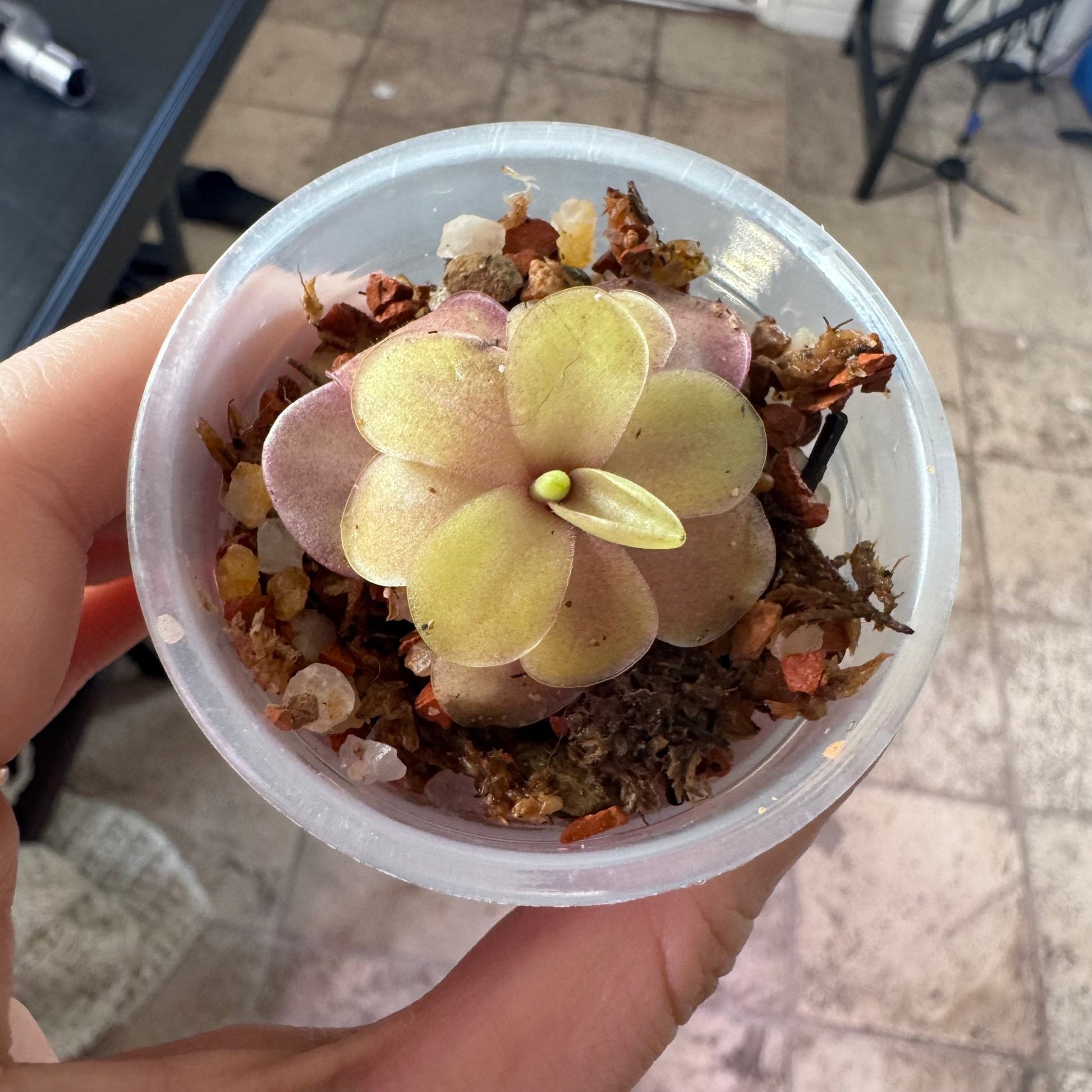 Pinguicula 'Riva' - The Plant Lady SF