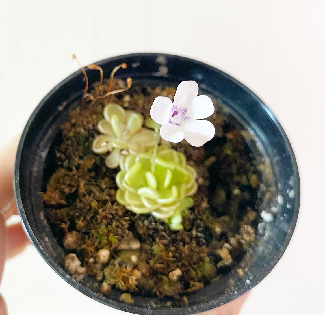 Pinguicula rotundiflora x gracilis - The Plant Lady SF