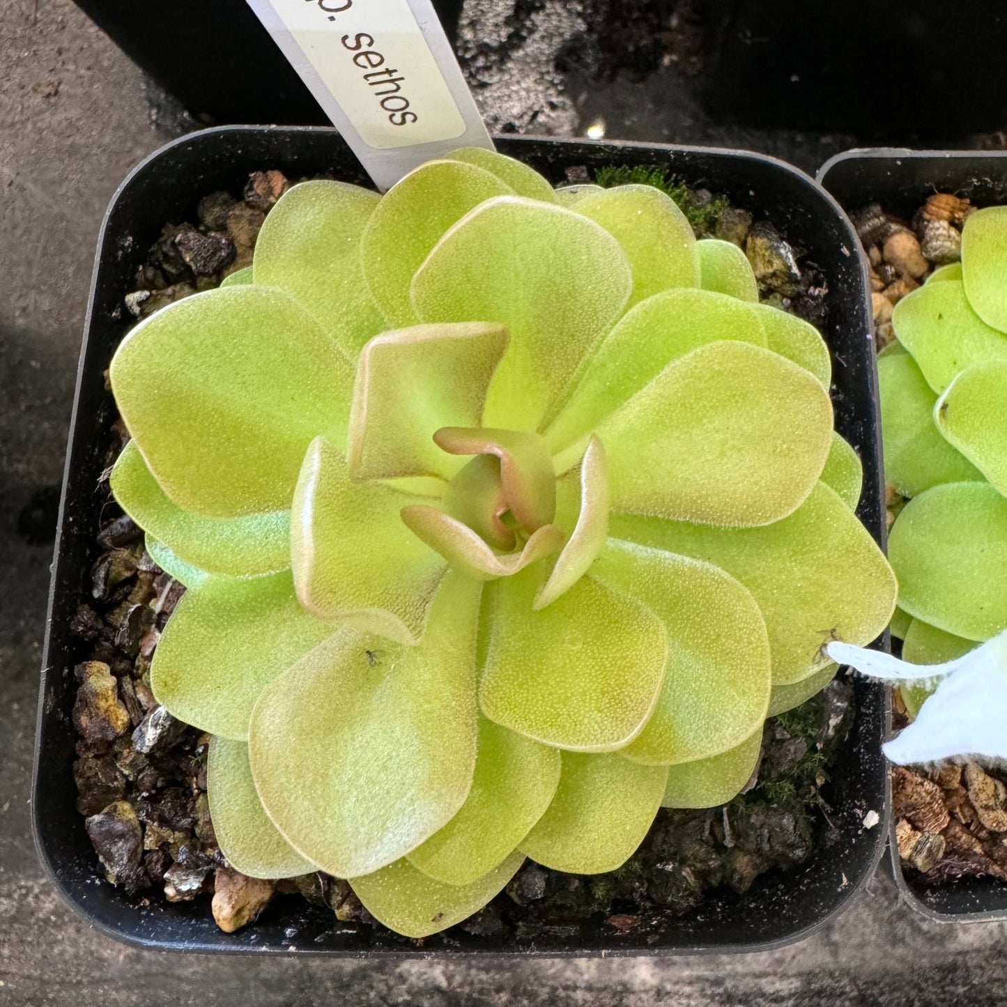 Pinguicula 'Sethos' - The Plant Lady SF