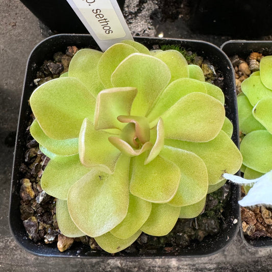 Pinguicula 'Sethos' - The Plant Lady SF