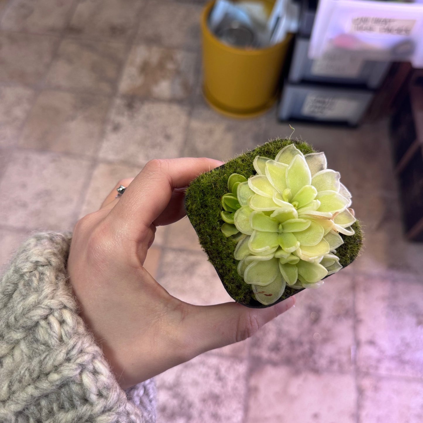 Pinguicula 'Snow Queen' - The Plant Lady SF