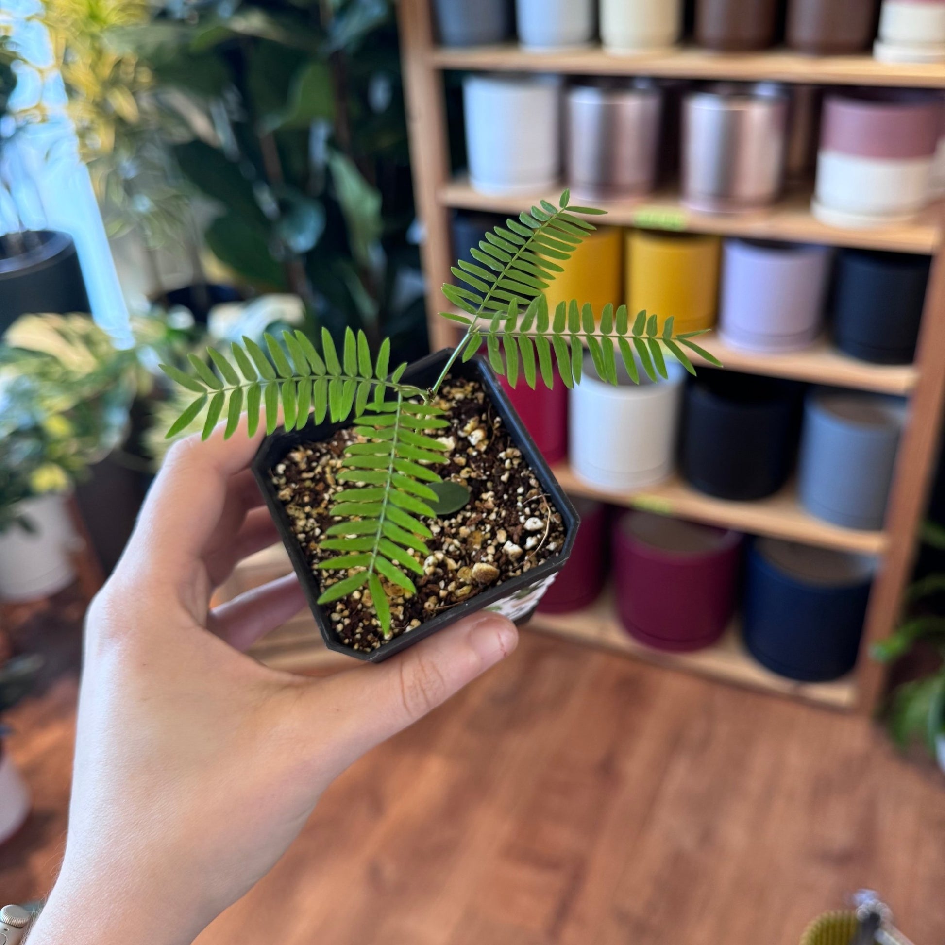 Pithecellobium confertum (Everfresh Tree) - The Plant Lady SF