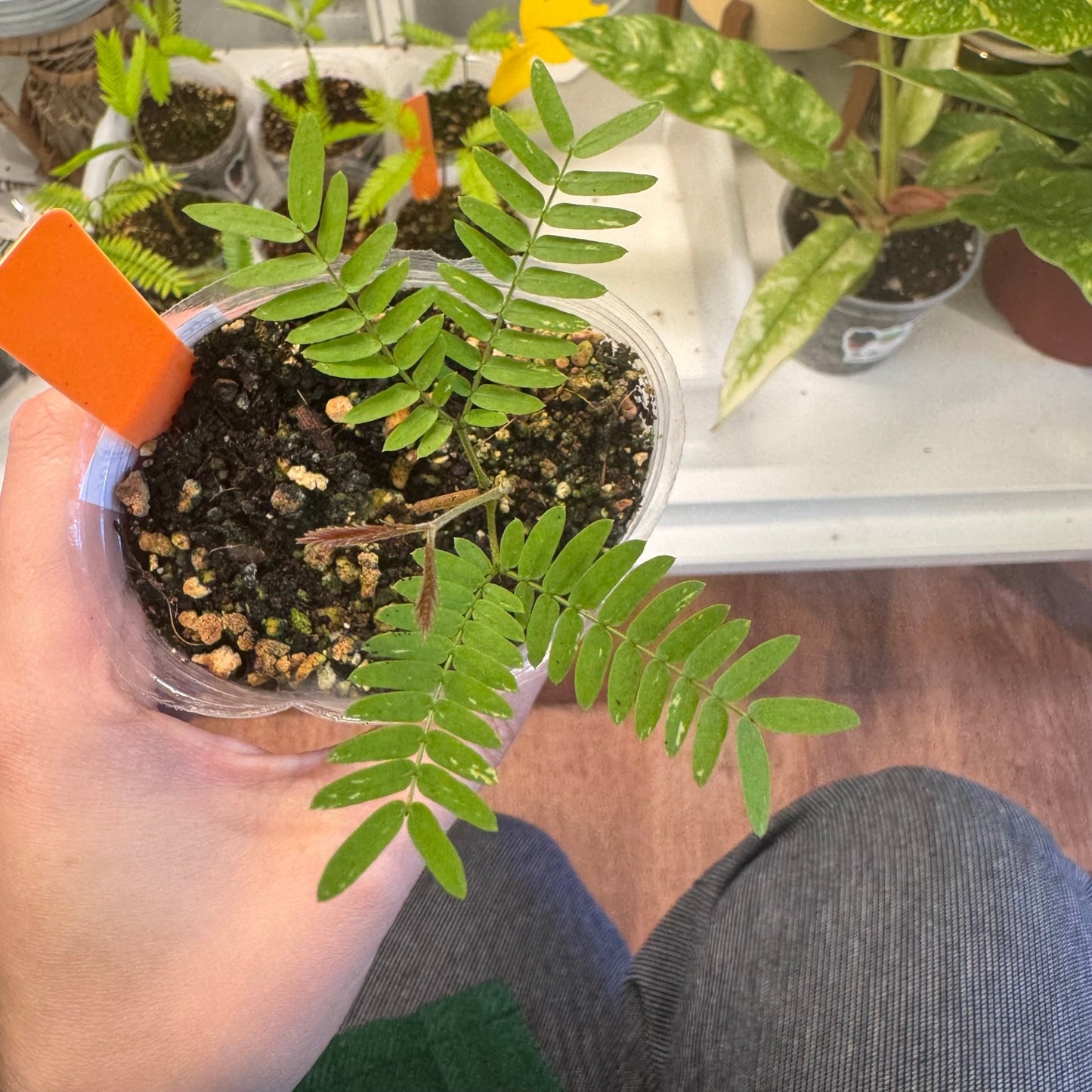 Pithecellobium confertum (Everfresh Tree) - The Plant Lady SF