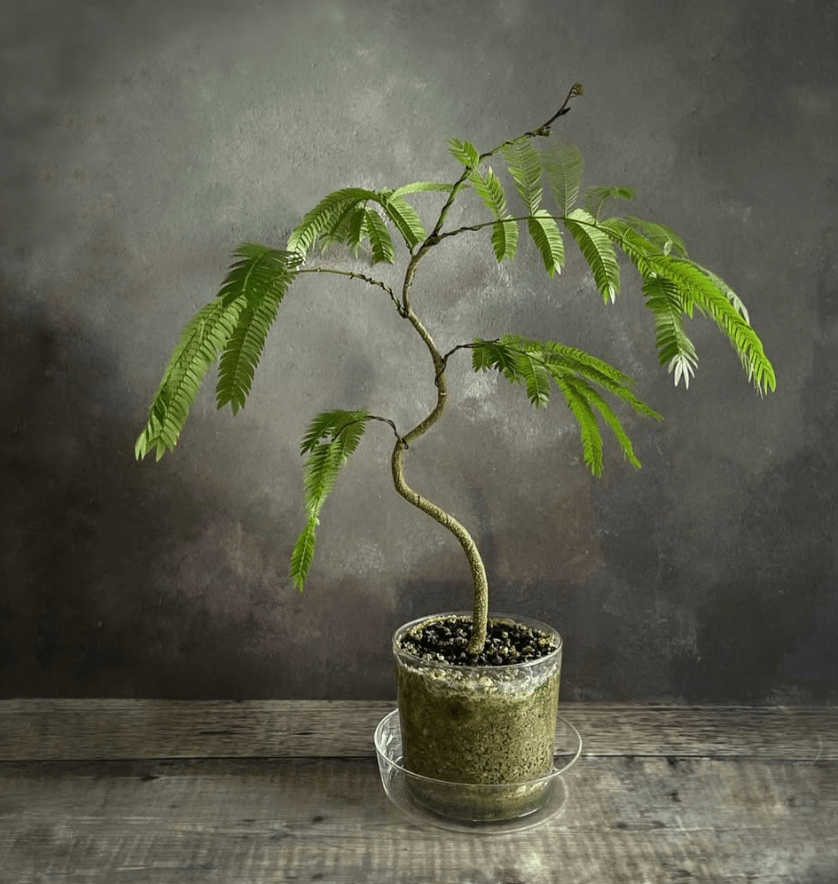 Pithecellobium confertum (Everfresh Tree) – The Plant Lady SF Pithecellobium confertum (Everfresh Tree) – The Plant Lady SF