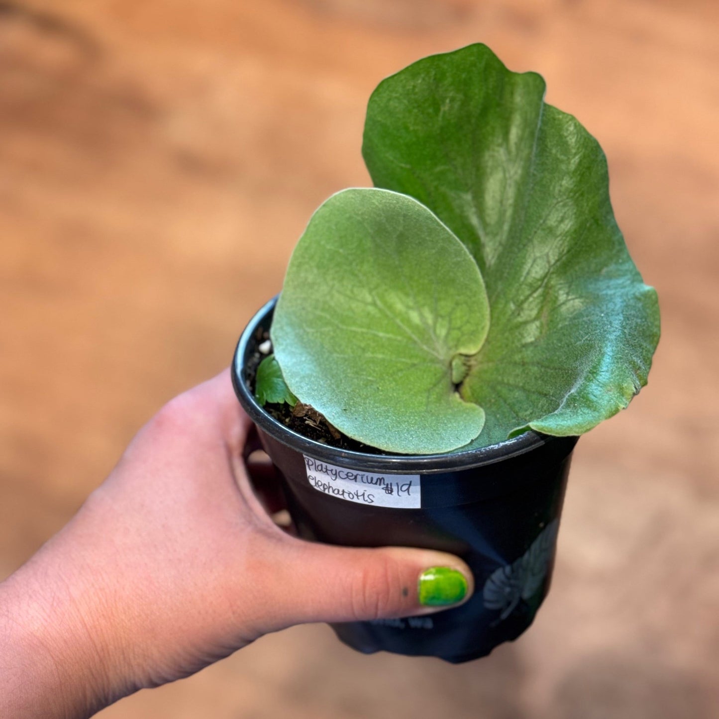 Platycerium elephantotis - The Plant Lady SF