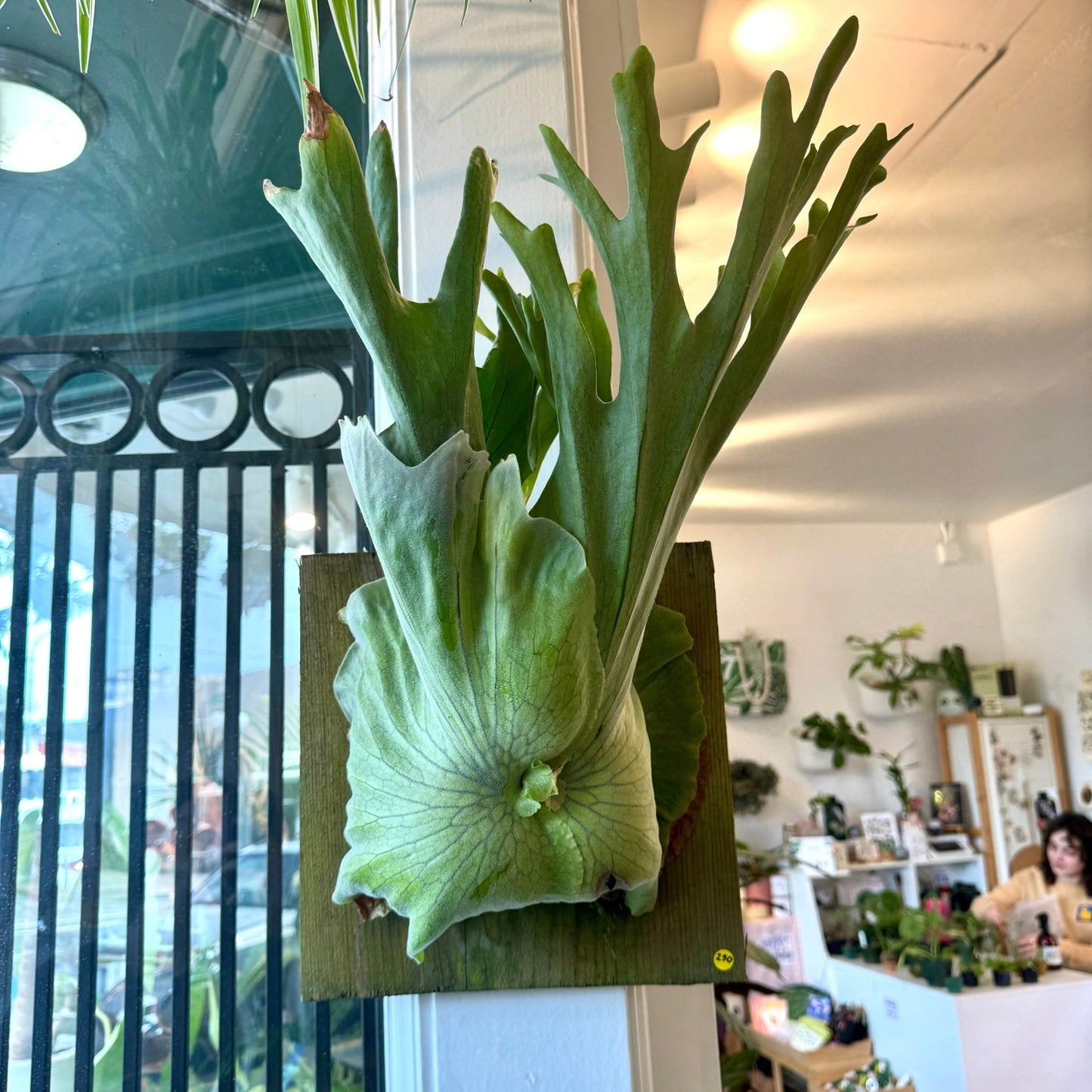 Platycerium grande - The Plant Lady SF