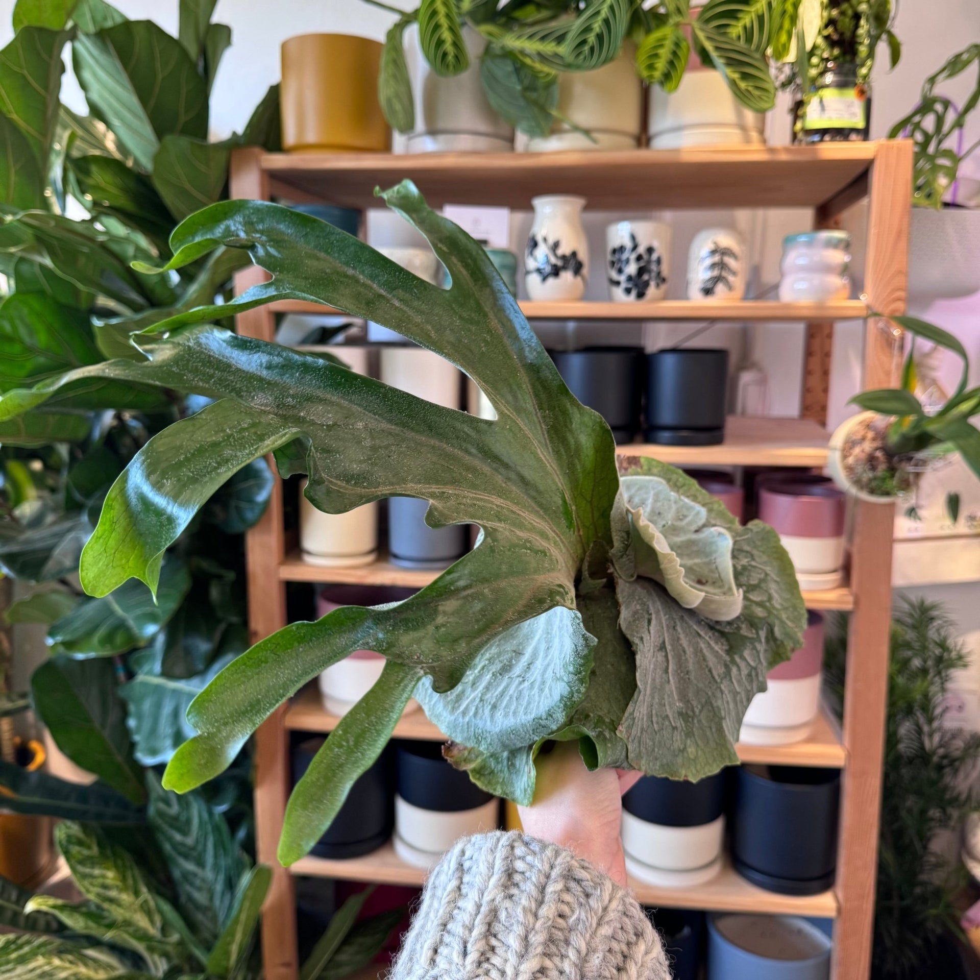 Platycerium grande – The Plant Lady SF