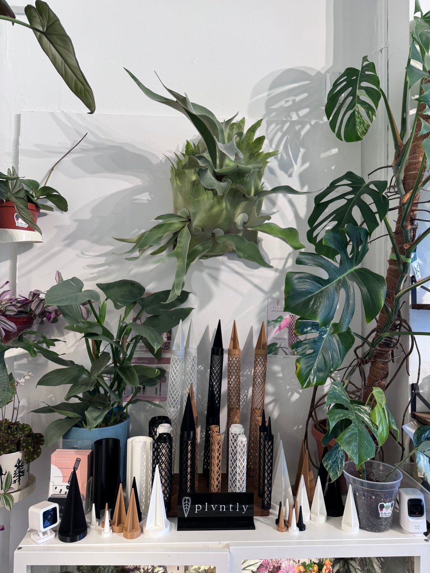 Platycerium omo 'Polar Bear' (local pick up only) - The Plant Lady SF