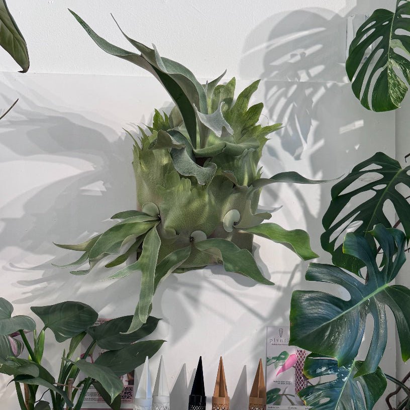 Platycerium omo 'Polar Bear' (local pick up only) - The Plant Lady SF