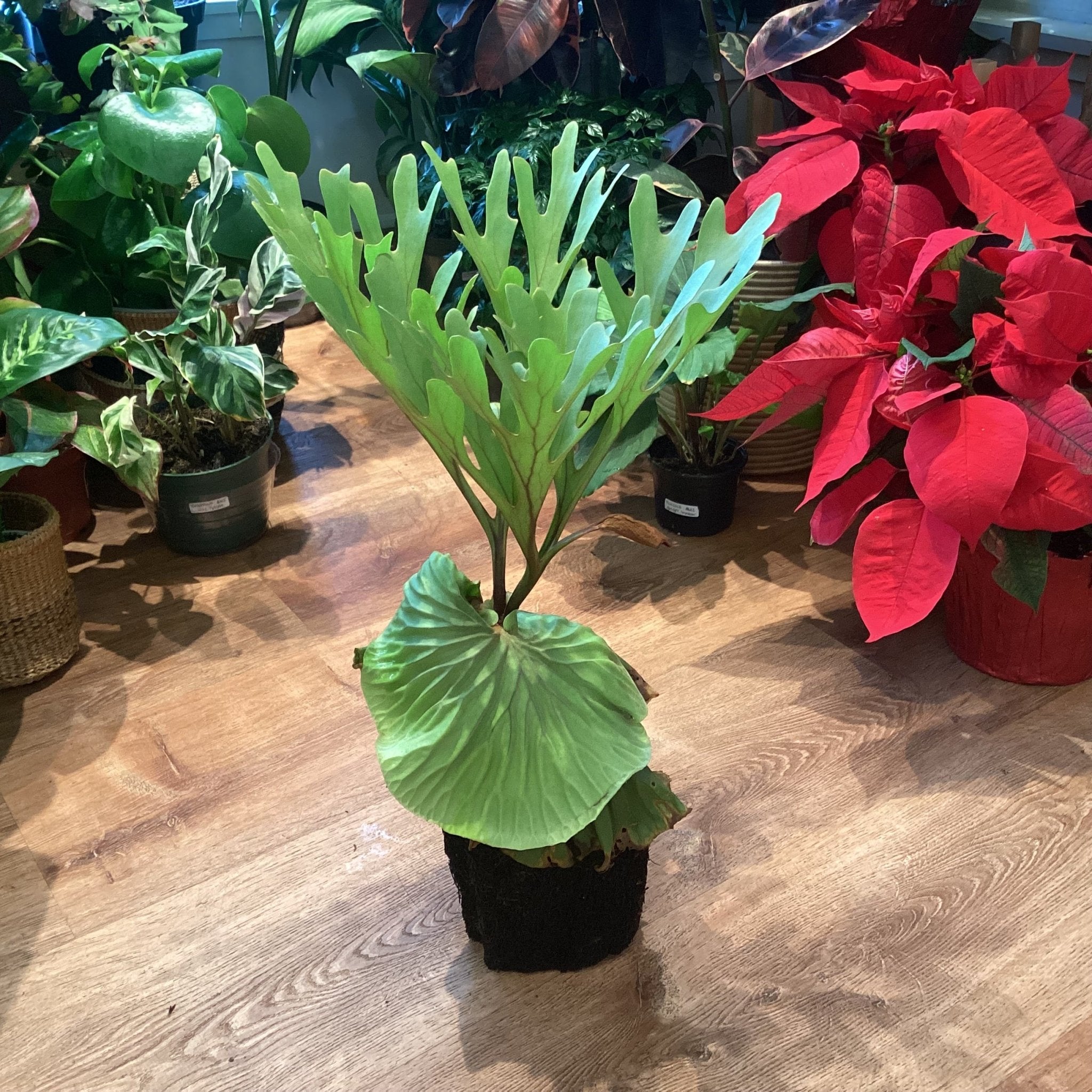 Platycerium ridleyi – The Plant Lady SF