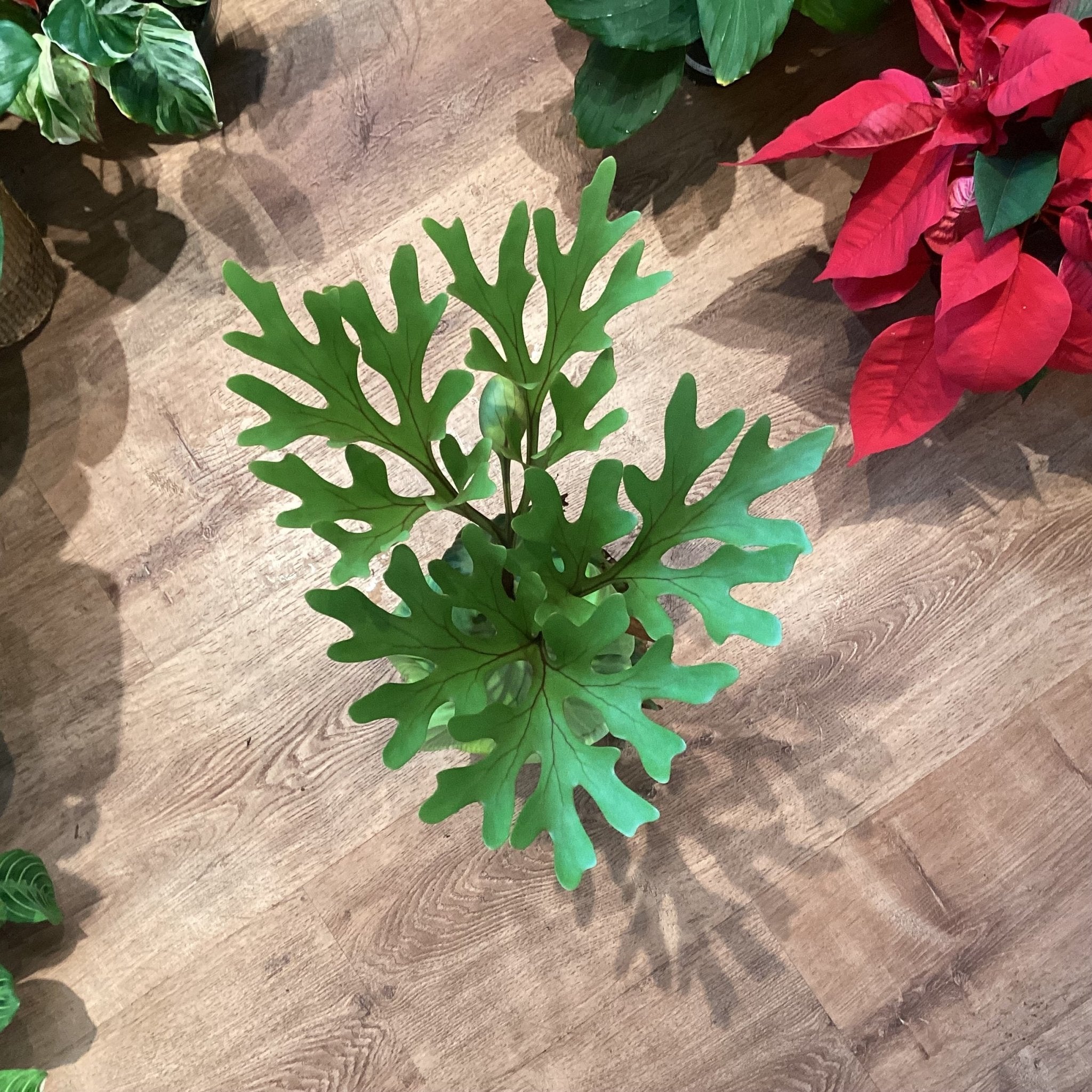 Platycerium ridleyi – The Plant Lady SF