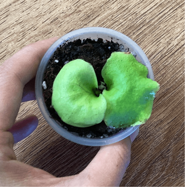 Platycerium ridleyi - The Plant Lady SF