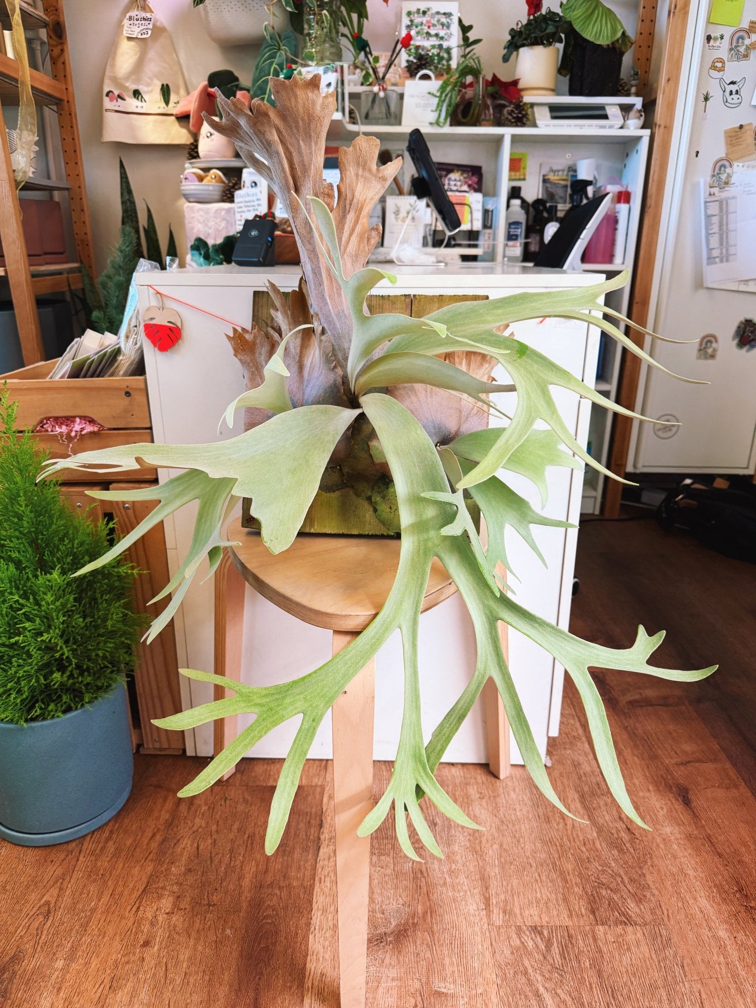 Platycerium willinckii – The Plant Lady SF