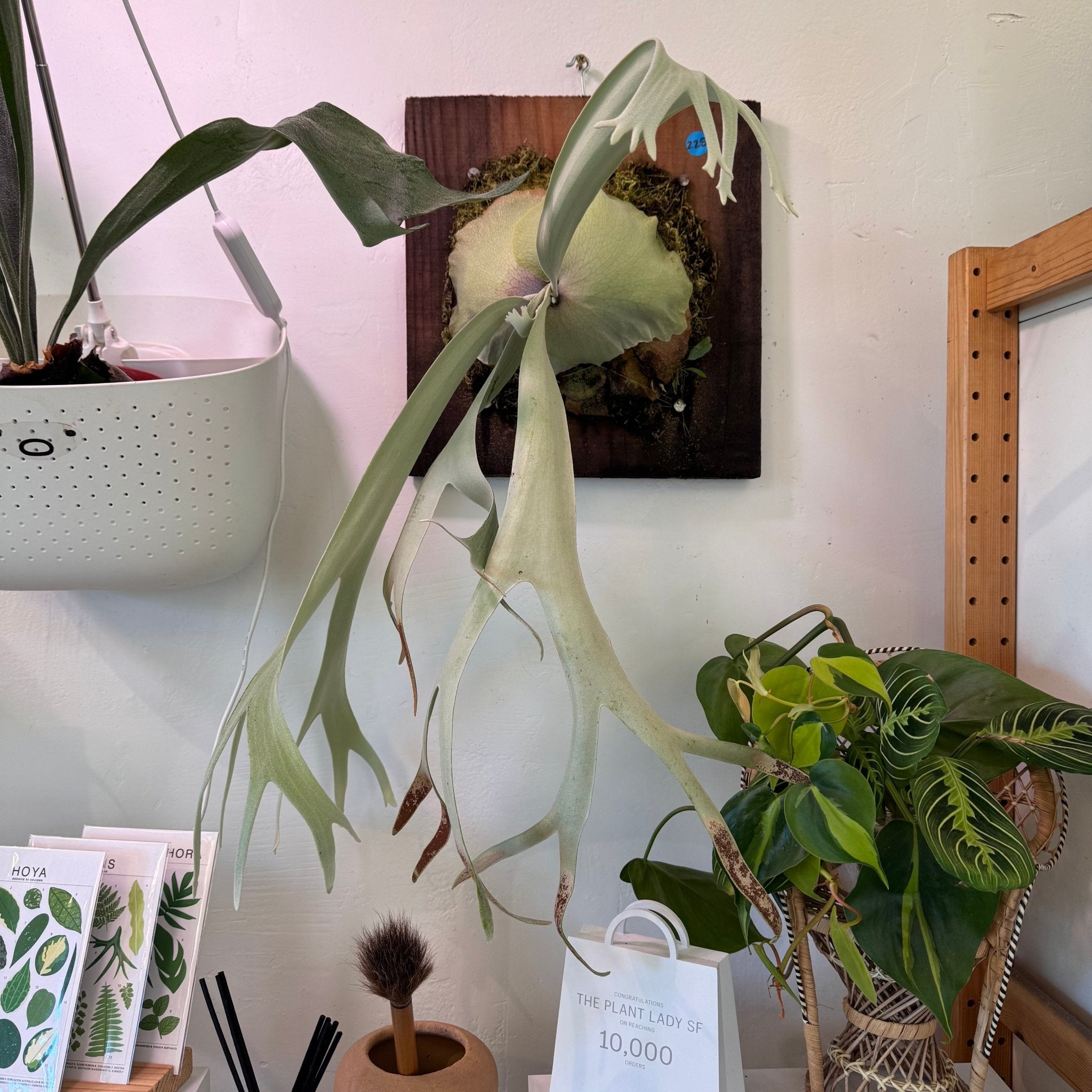 Platycerium willinckii var. Celso – The Plant Lady SF