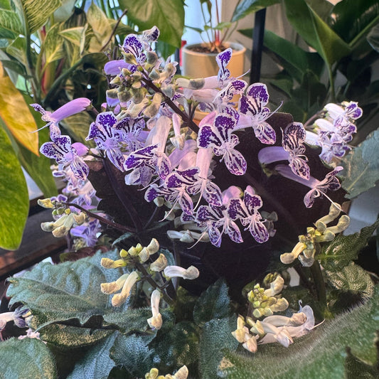 Plectranthus "Mona Lavender" - The Plant Lady SF