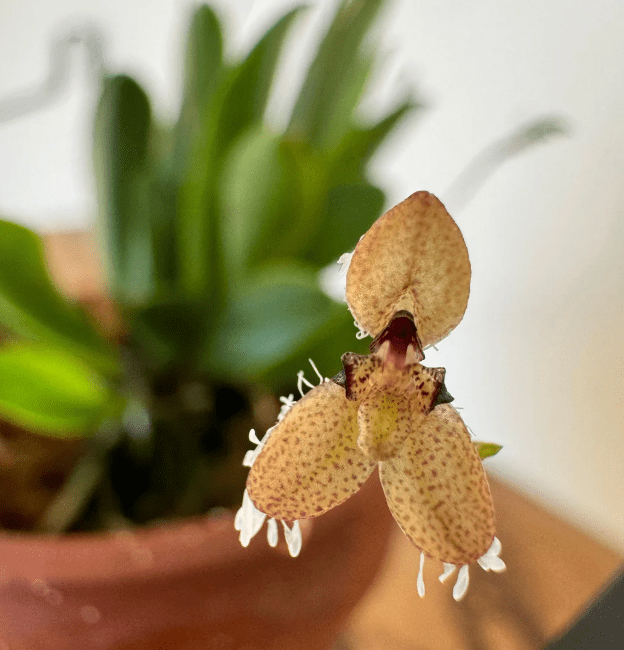 Pleurothallis ornata - The Plant Lady SF