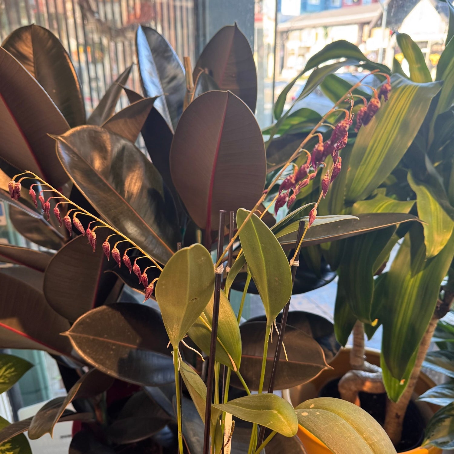 Pleurothallis restrepioides - The Plant Lady SF