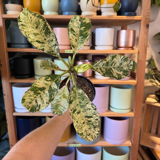 Plumeria var. 'Freckles' - The Plant Lady SF