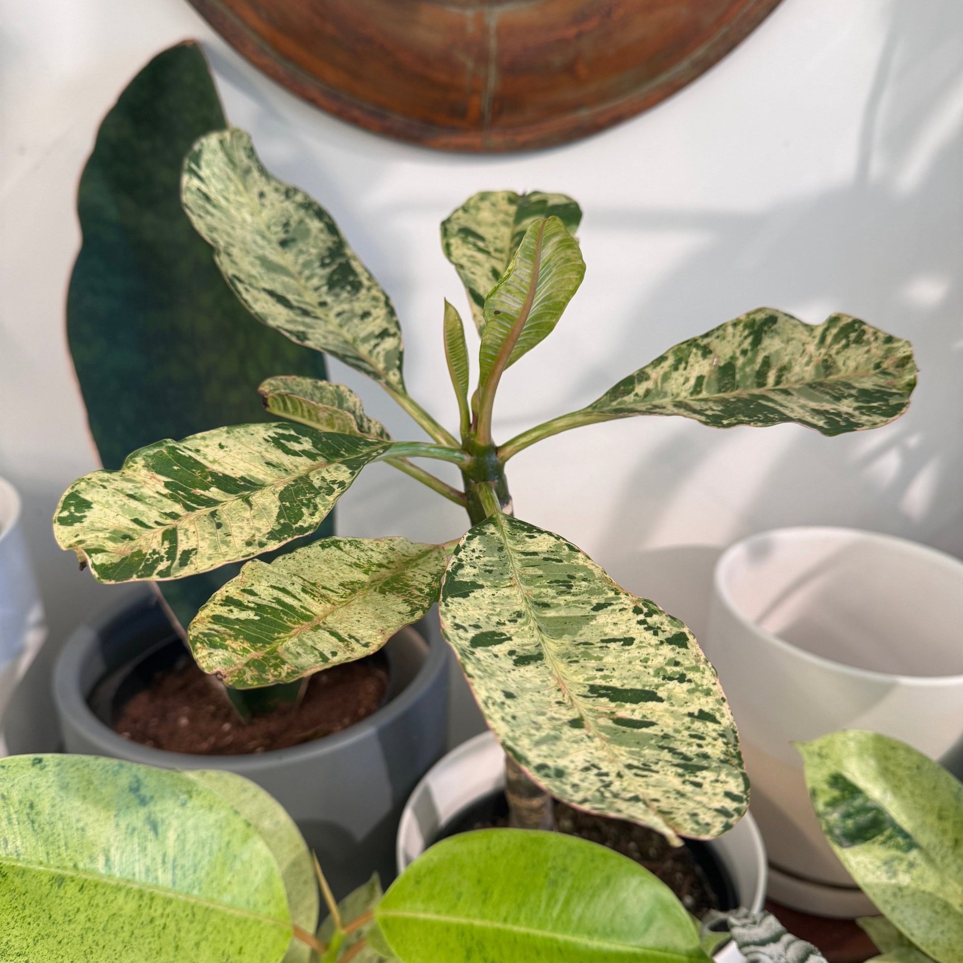 Plumeria var. 'Freckles' - The Plant Lady SF