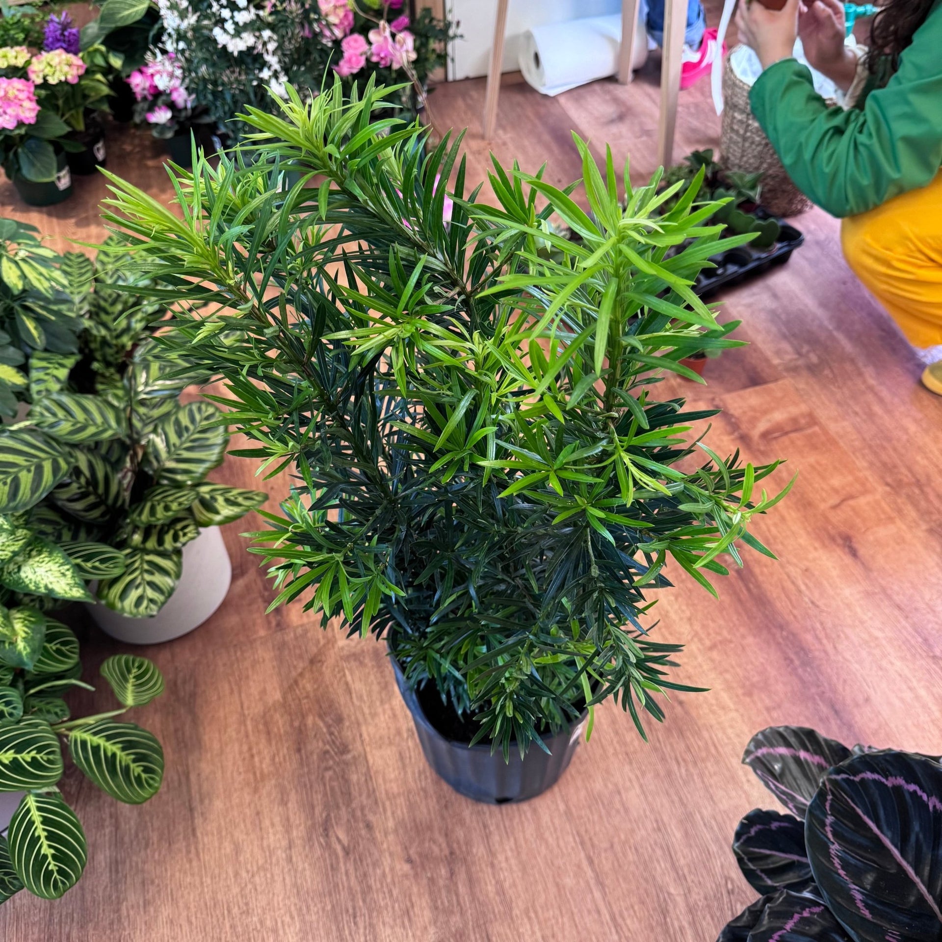 Podocarpus macrophyllus (Buddhist Pine)
