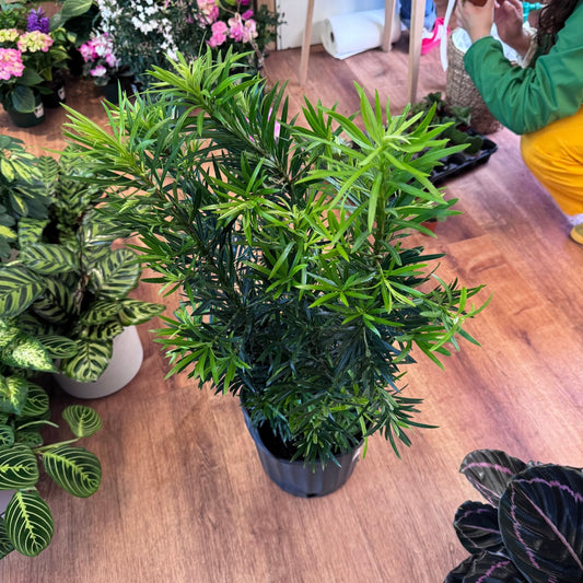Podocarpus macrophyllus (Buddhist Pine) - The Plant Lady SF