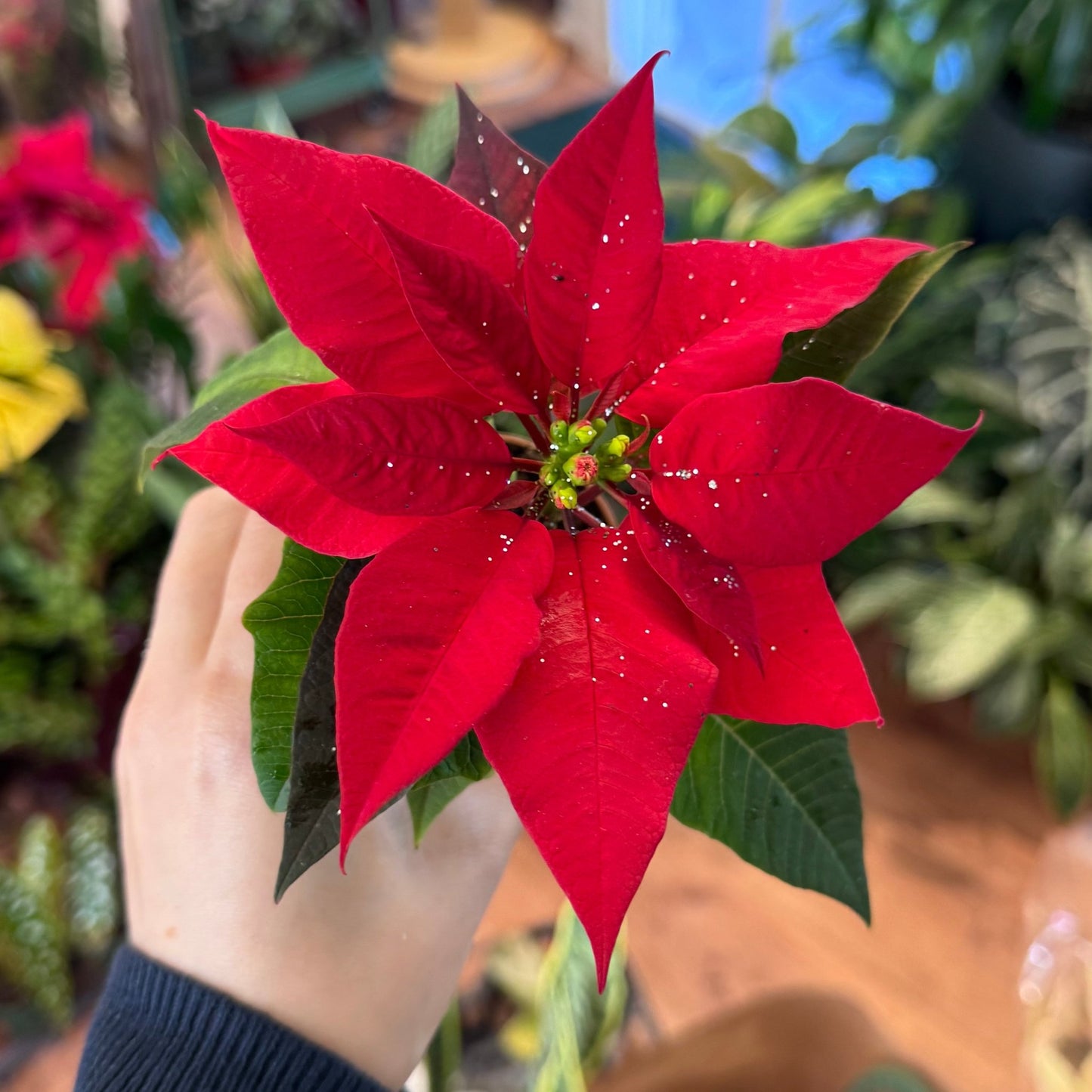 Poinsettia (Euphorbia pulcherrima) - Classic Red Variety - The Plant Lady SF