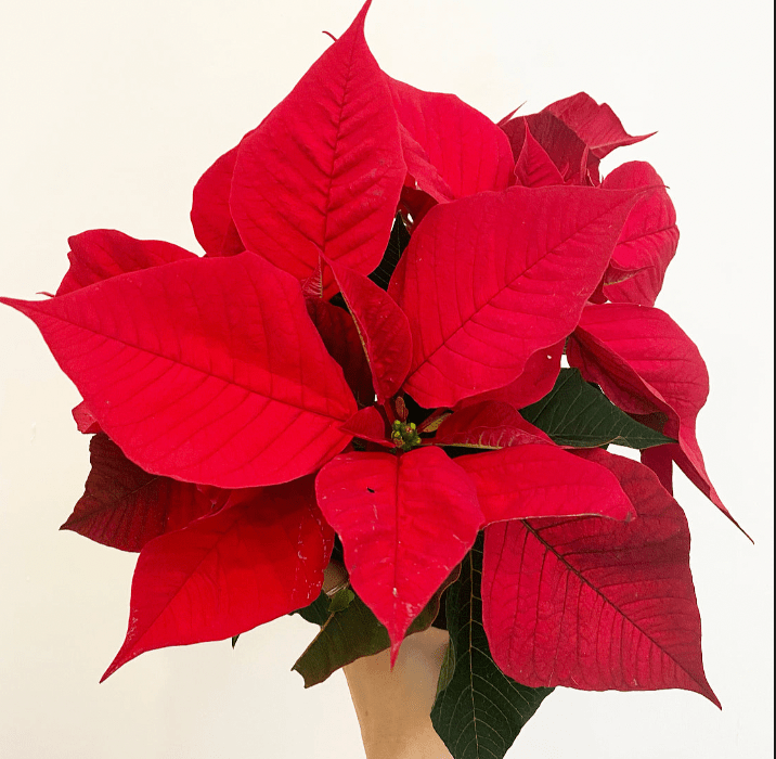Poinsettia (Euphorbia pulcherrima) - Classic Red Variety - The Plant Lady SF