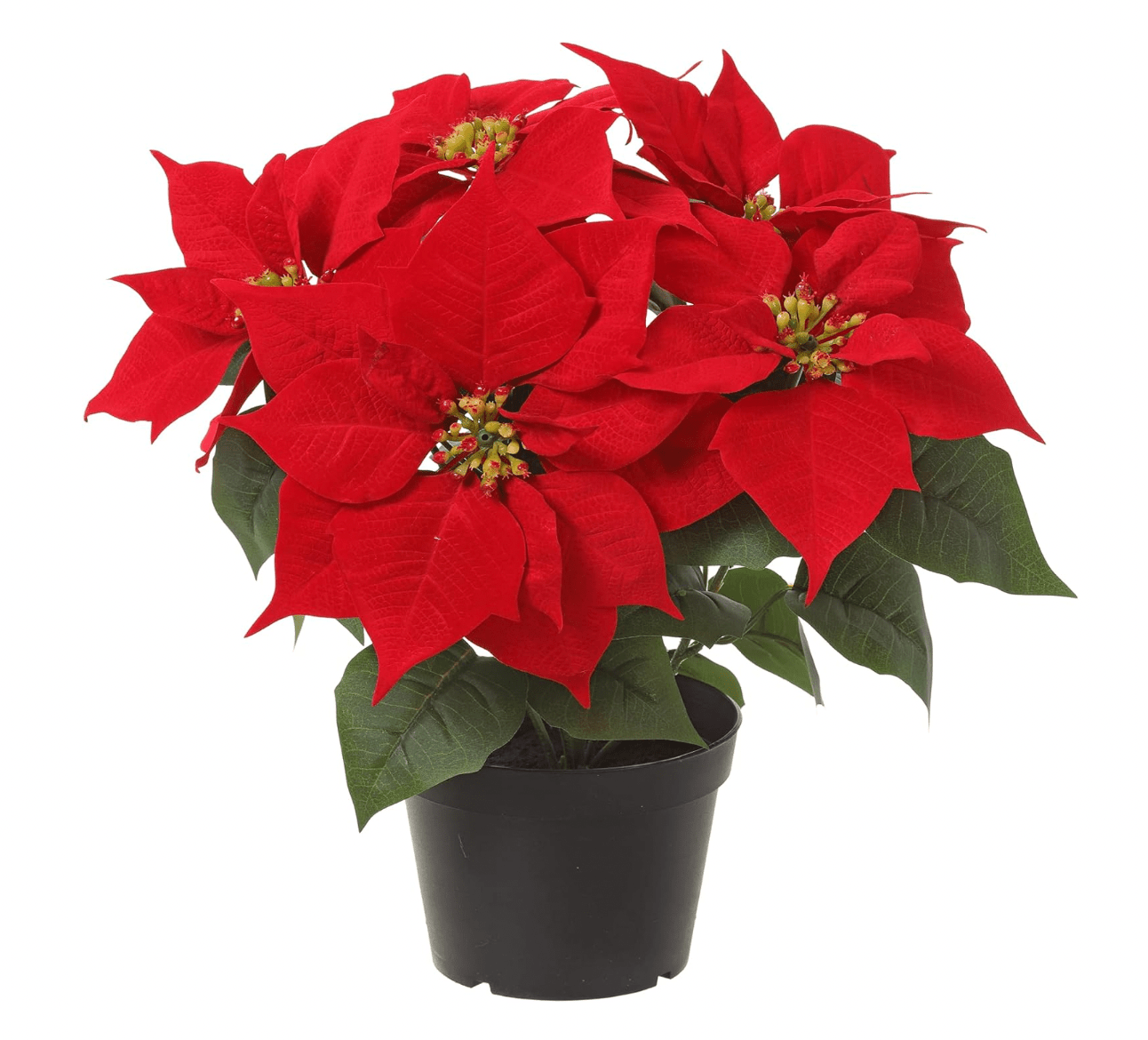 Poinsettia (Euphorbia pulcherrima) - Classic Red Variety - The Plant Lady SF