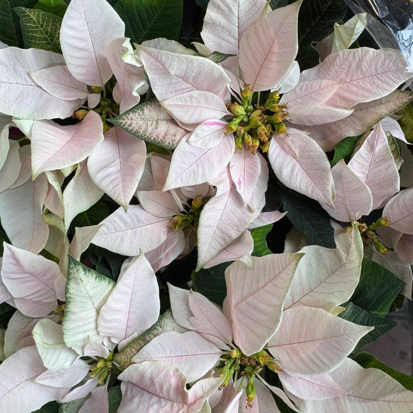 Poinsettia (Euphorbia pulcherrima) - Cream/Light Pink Variety - The Plant Lady SF