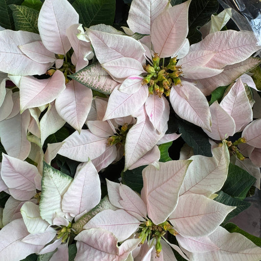 Poinsettia (Euphorbia pulcherrima) - Cream/Light Pink Variety - The Plant Lady SF