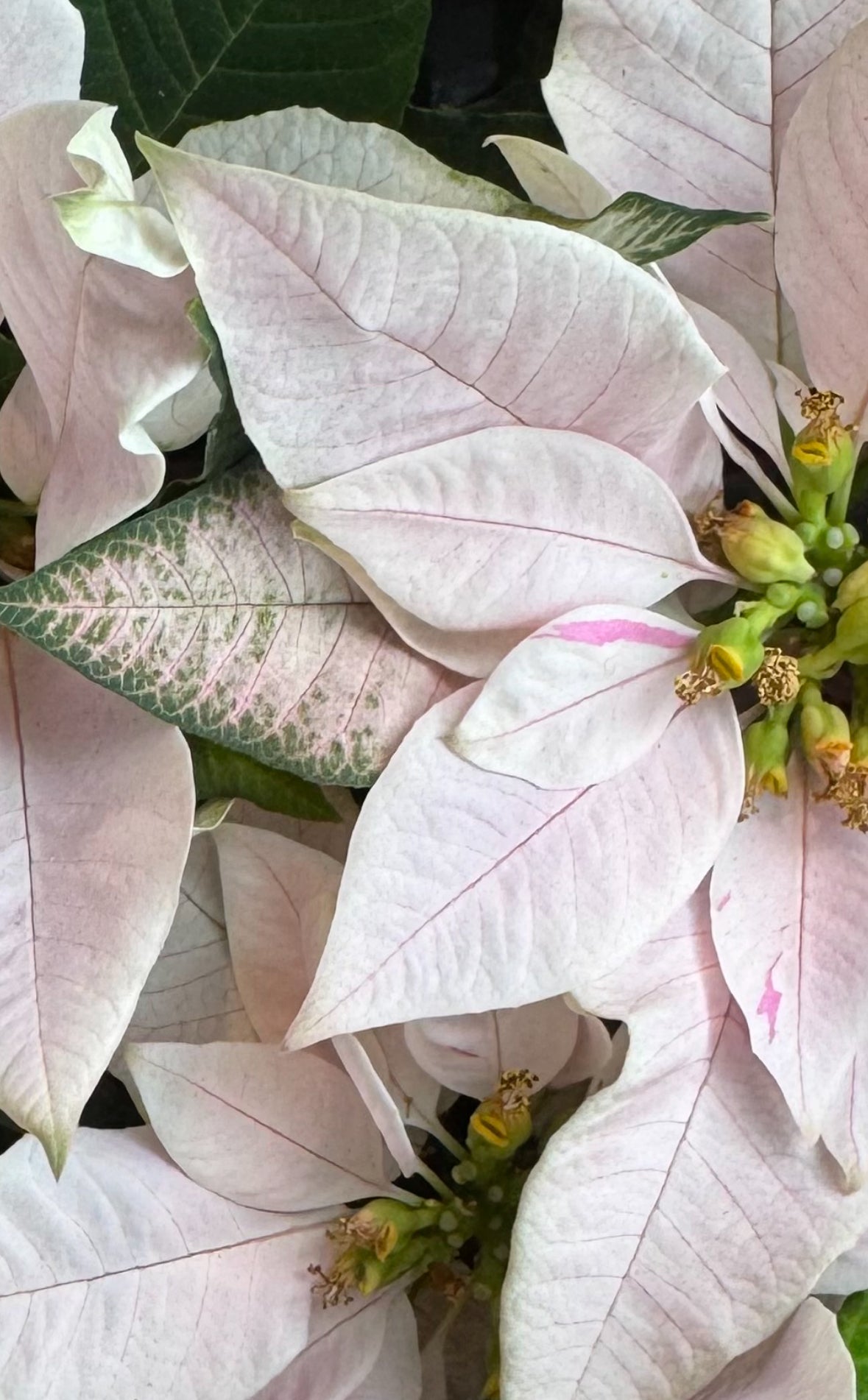 Poinsettia (Euphorbia pulcherrima) - Cream/Light Pink Variety - The Plant Lady SF