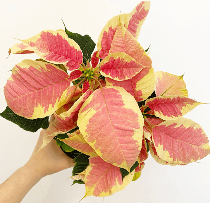 Poinsettia (Euphorbia pulcherrima) - Marble Variegated - The Plant Lady SF