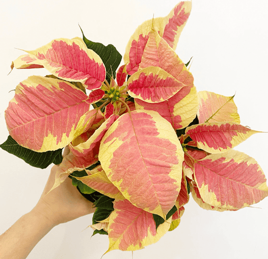 Poinsettia (Euphorbia pulcherrima) - Marble Variegated - The Plant Lady SF