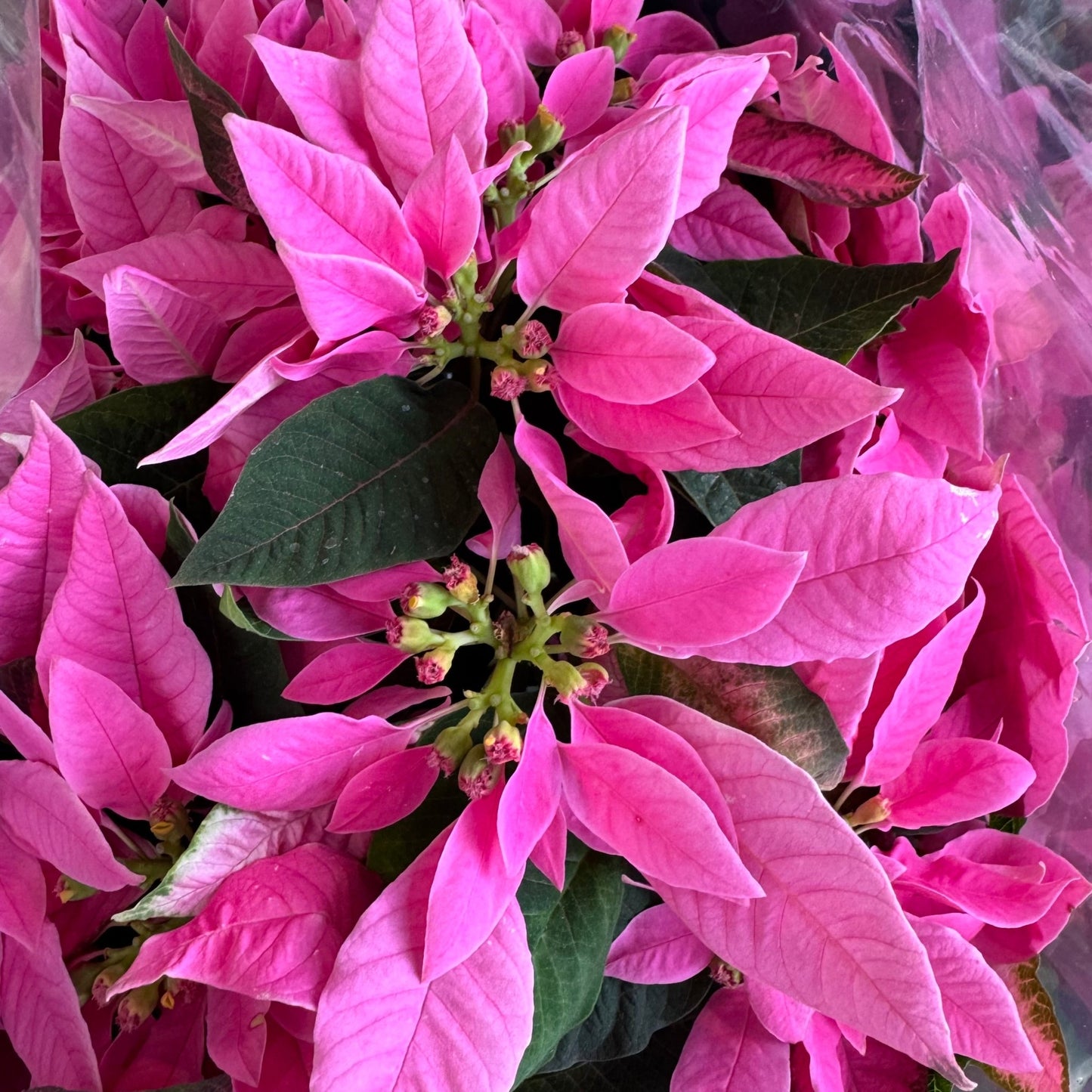 Poinsettia (Euphorbia pulcherrima) 'Princettia Hot Pink' - The Plant Lady SF