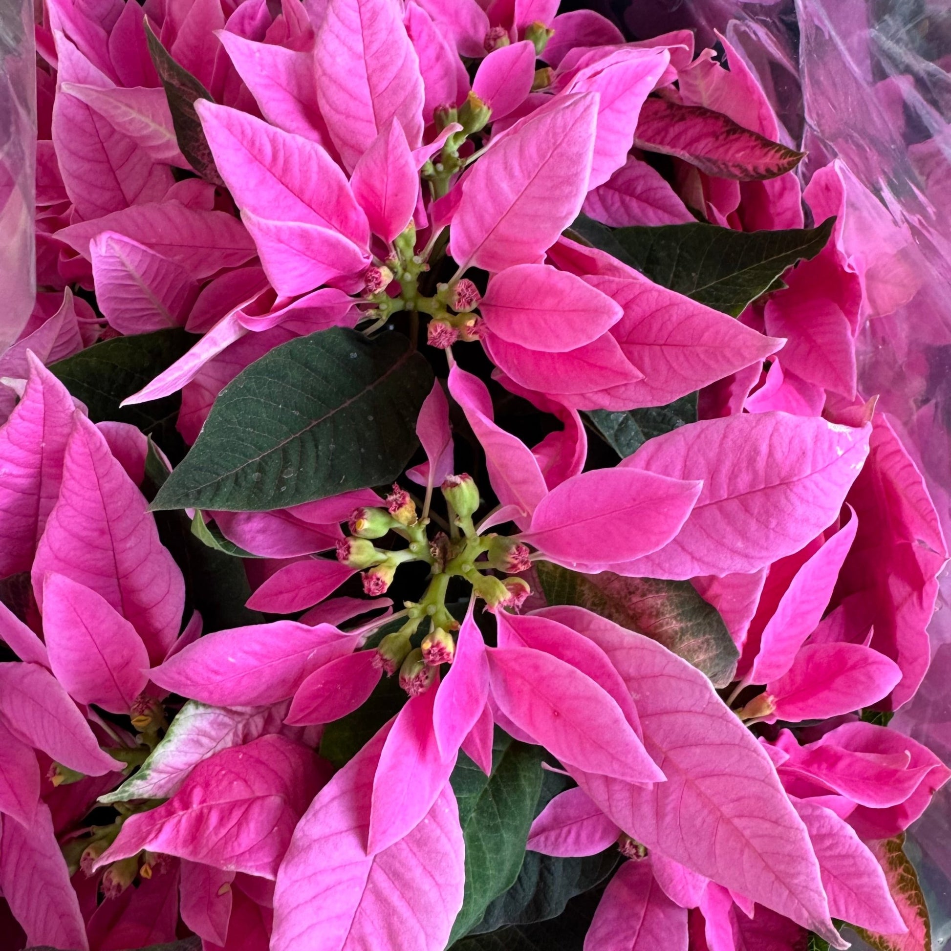 Poinsettia (Euphorbia pulcherrima) 'Princettia Hot Pink' - The Plant Lady SF