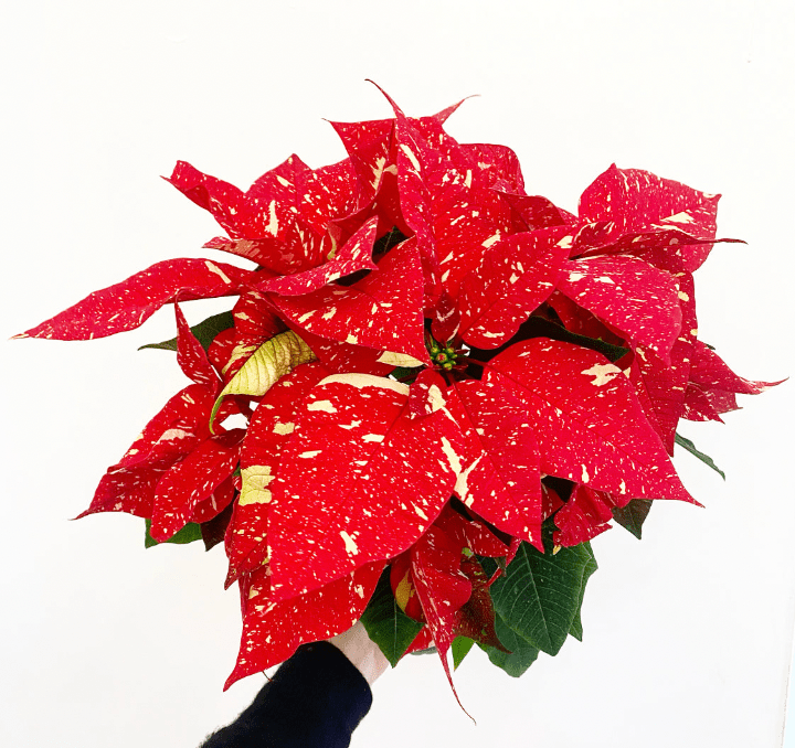 Poinsettia (Euphorbia pulcherrima) - Red Glitter Variegated - The Plant Lady SF