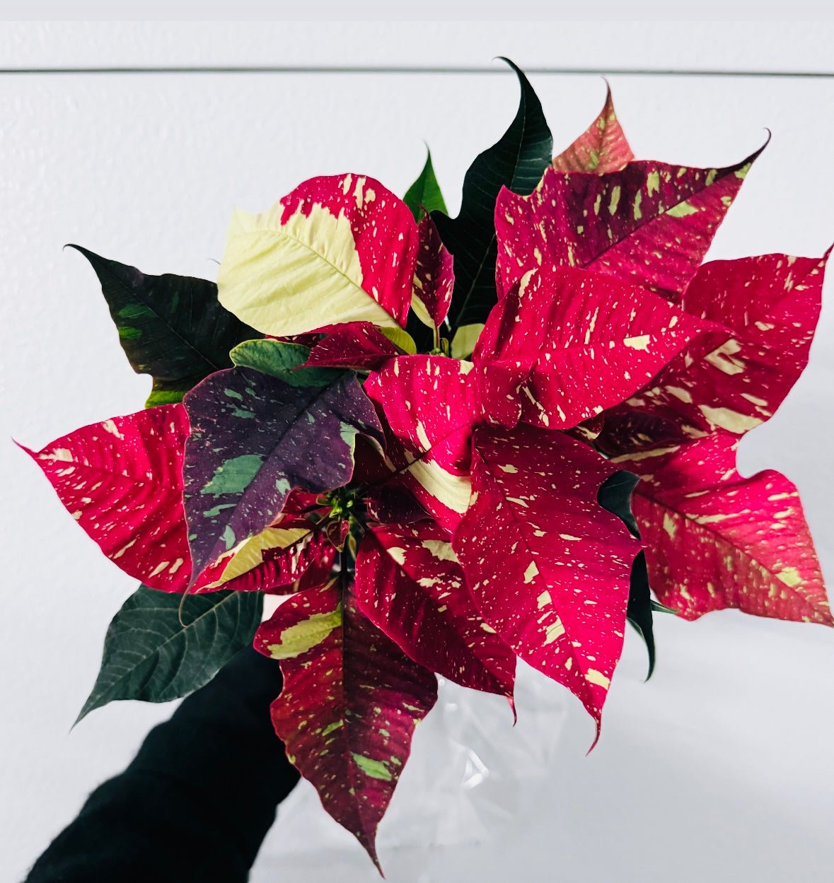 Poinsettia (Euphorbia pulcherrima) - Red Glitter Variegated - The Plant Lady SF