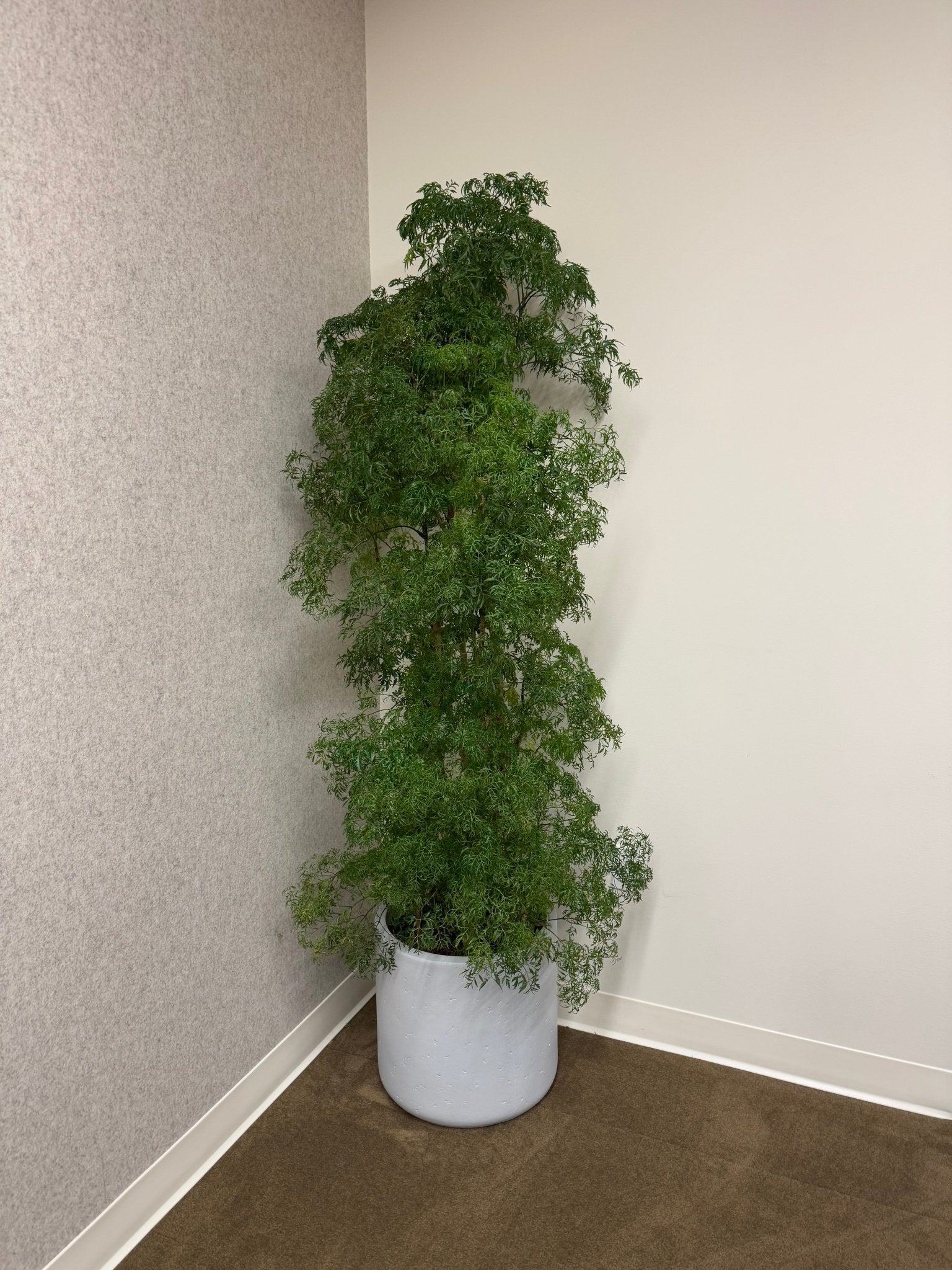 indoor ming aralia plant Polyscias fruticosa (Ming Aralia) – The Plant Lady SF