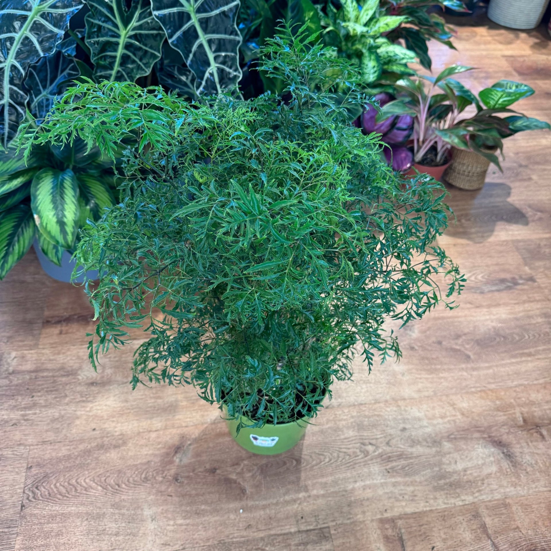 Polyscias fruticosa (Ming Aralia) – The Plant Lady SF