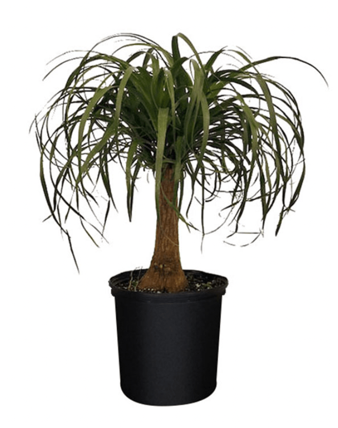 Ponytail Palm - The Plant Lady SF